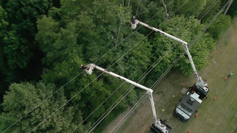 Stepney, CT Tree Removal and Landscaping Services Company